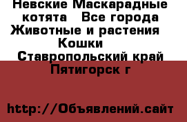 Невские Маскарадные котята - Все города Животные и растения » Кошки   . Ставропольский край,Пятигорск г.